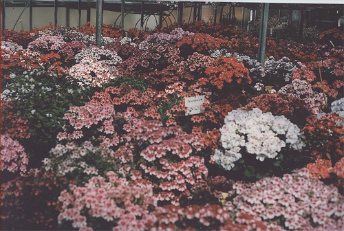 Fiori in serra