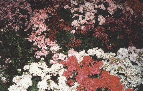 Fiori in serra