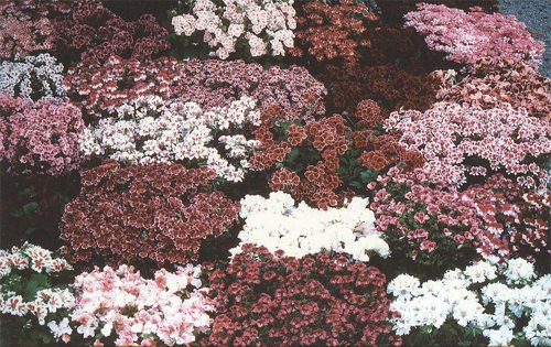 Fiori in serra.