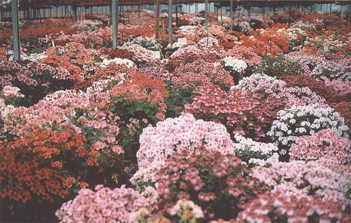 Fiori in serra.