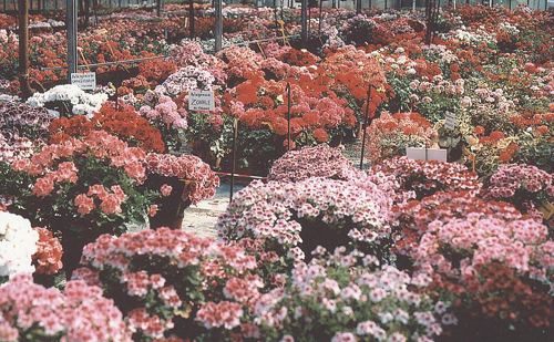 Fiori in serra.